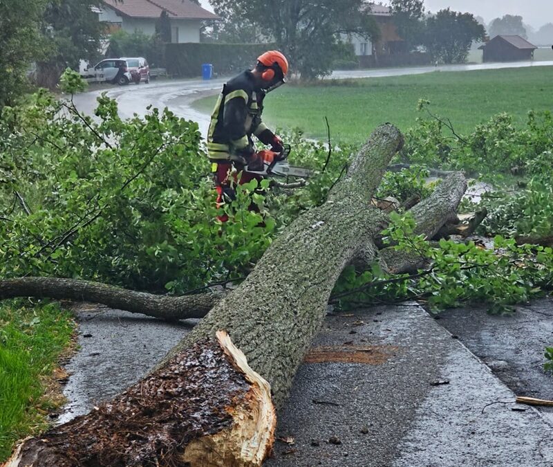 THL 1 Baum auf Straße