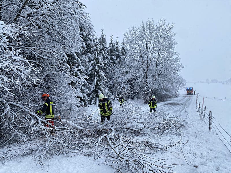 THL 1 Baum auf Straße